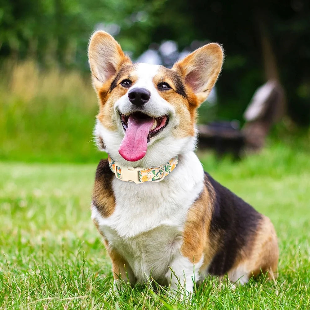 Adjustable Printed Nylon Dog Collar